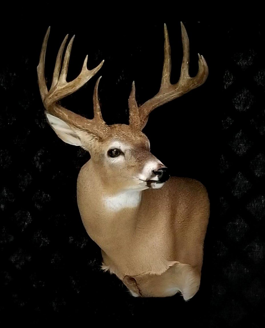 Richs Taxidermy Fair Pricing Satisfied Customers And Professional Quality Taxidermy Work In