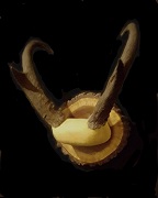Antelope Antler Mount