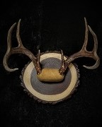 Antler Mount