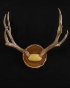 Antler Mount - Butternut Panel