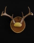 Choice - Round or Oval Panel