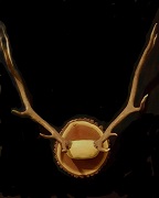 Elk Antler Mount 5x5