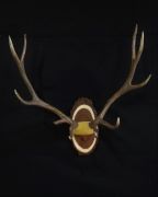 Elk Antler Mount - Walnut Oval