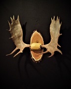 Moose Antler Mount