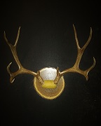 Mule Deer Antler Mount - Butternut Panel