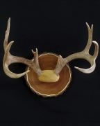 Walnut (Dark) or Butternut (Light)