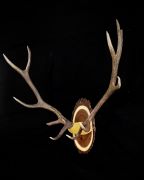 Walnut Panel - Elk Antler Mount