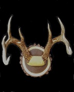 Whitetail Antler Mount - Round Panel
