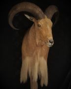 Aoudad - Sheep Mount