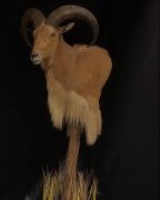 Barbary Sheep - Pedestal Mount