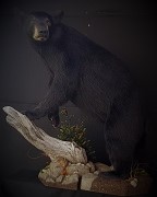 Black Bear - Full Body