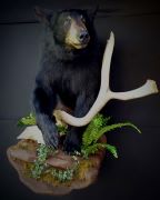 Black Bear - Half Mount