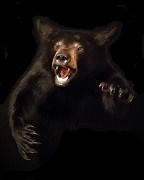 Black Bear - Open Mouth