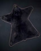 Black Bear Rug -250 Pound Bear