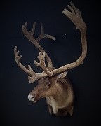 Caribou Shoulder Mount