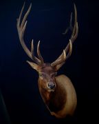 Elk - Left Turn
