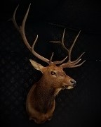 Elk - Semi Sneak
