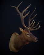 Elk Shoulder Mount