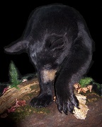 Feeding - Black Bear