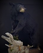 Full Body - Black Bear 