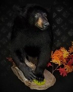 Half Mount - Black Bear