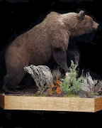 Inland Grizzly Bear