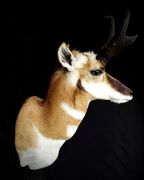 Left Turn -Upright Antelope