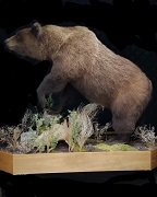 Left View - Brown Bear