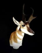 Male Pronghorn 