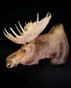 Moose Sneak Mount