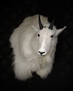 Mountain Goat