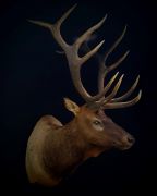 ND Bull Elk