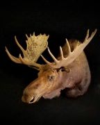 ND Moose - Bow Kill