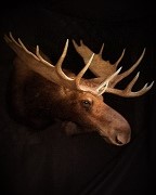 North Dakota Moose