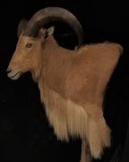 Pedestal Mount - Barbary Sheep