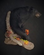 Popular Form - Black Bear