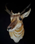 Pronghorn - Semi Sneak