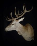 Red Stag - Shoulder Mount