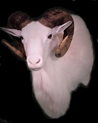 Sheep Shoulder Mount