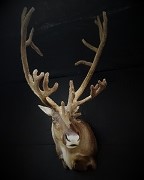 Shoulder Mount - Caribou