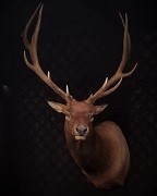 Shoulder Mount - Elk