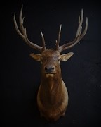 Straight Elk Form 