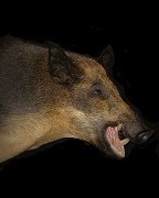 Wild Boar - Shoulder Mount