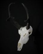 Antelope European