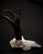 Antelope European Mount
