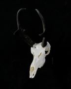 Antelope - Ghost Hanger