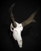 Antelope Skull