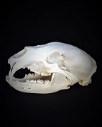 Black Bear European Mount