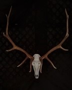 Bull Elk Euro Mount