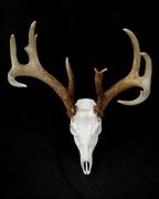 Character Buck